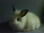 Gate Rabbit Hotot - Hotot Rabbit