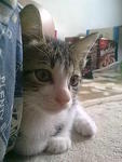 ciwiwi 4 again - bersandar kat daddy (adopted)