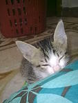 sleepy ciwiwi 3 (adopted)