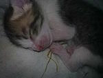 ciwiwi 2 weeks old