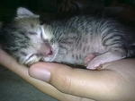 ciwiwi 2 weeks old