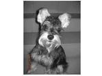Brandi D Schnauzer - Schnauzer Dog