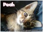 Peah - Domestic Short Hair Cat