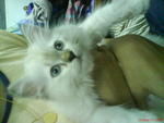 Baby - Persian Cat