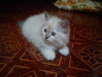 Baby - Persian Cat