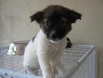 CJ - female...(adopted)