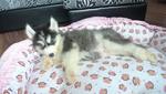 Thick Coat Big Bone Husky For Sale - Siberian Husky Dog