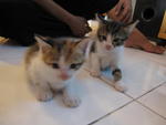 4 Beradik Dan Ibunya - Domestic Medium Hair Cat