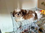 Brownie - Shih Tzu Dog