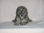 Toy Poodle Mix Shih Tzu - Shih Tzu + Poodle Dog