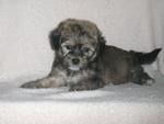 Toy Poodle Mix Shih Tzu - Shih Tzu + Poodle Dog