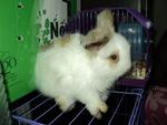 Yebbit - Angora Rabbit Rabbit