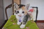 Claire - Domestic Short Hair + Calico Cat