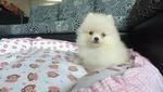 Cream Pomeranian - Pomeranian Dog