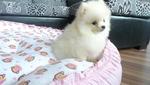 Cream Pomeranian - Pomeranian Dog