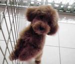 PF18916 - Poodle Dog