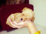 Adorable Toy Poodle - Poodle Dog