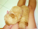 Adorable Toy Poodle - Poodle Dog