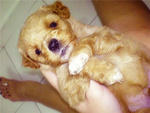 Adorable Toy Poodle - Poodle Dog