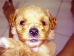 Adorable Toy Poodle - Poodle Dog