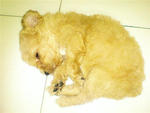 Adorable Toy Poodle - Poodle Dog