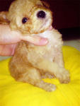 Adorable Toy Poodle - Poodle Dog