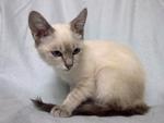 Siamese - Siamese Cat