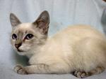 Siamese - Siamese Cat