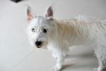 Snowy - West Highland White Terrier Westie Dog