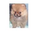 Pure breed small Size Pomeranian puppies for sale in Johor Malaysia