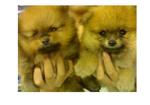 Pomeranian puppy for sale in Johor