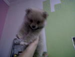 pomeranian puppy for sale jb