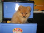 Pure breed small Size Pomeranian puppies for sale in Melaka