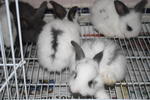 Baby - Jersey Wooly + Angora Rabbit Rabbit