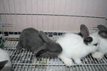 Baby - Jersey Wooly + Angora Rabbit Rabbit