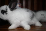 Baby - Jersey Wooly + Angora Rabbit Rabbit