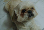 Bobo - Shih Tzu Dog