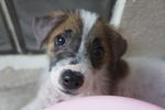 Scruffy - Jack Russell Terrier Mix Dog