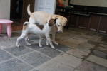 Scruffy playing with my labrador Cleo