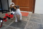 Scruffy - Jack Russell Terrier Mix Dog