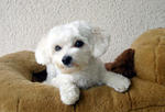 Daphne - Maltese Dog