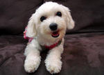 Daphne - Maltese Dog