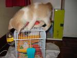 playing with mamok n mocha...my lil hamster