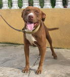 Pure American Pittbull For Sell - Pit Bull Terrier Dog