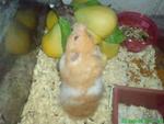 Hamster - Syrian / Golden Hamster Hamster