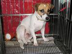 Jj - Jack Russell Terrier Dog