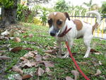 Jj - Jack Russell Terrier Dog