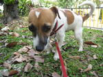 Jj - Jack Russell Terrier Dog