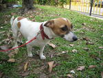 Jj - Jack Russell Terrier Dog