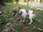 Jj - Jack Russell Terrier Dog